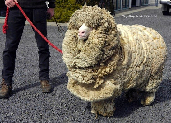 گوسفند پشمالوی جالب با شهرت جهانی 