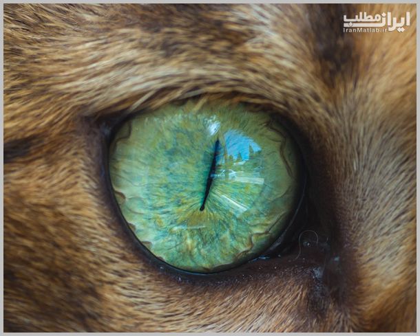 عکس های ماکرو جالب از چشم گربه ها