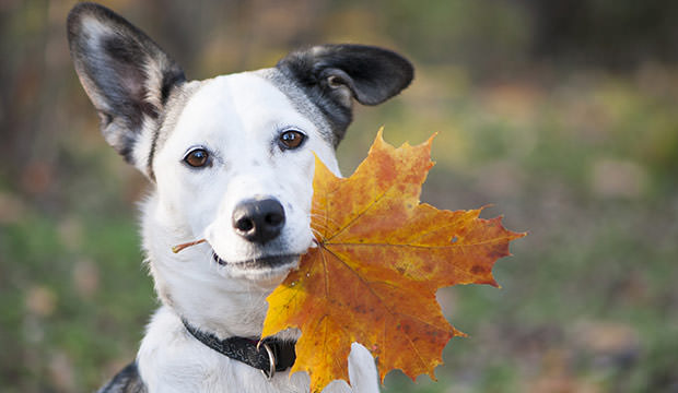 پاییز رویایی و سگ ها 