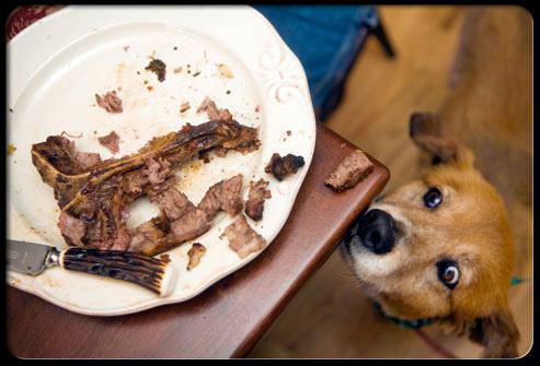 انواع مسمومیت های غذایی در سگ
