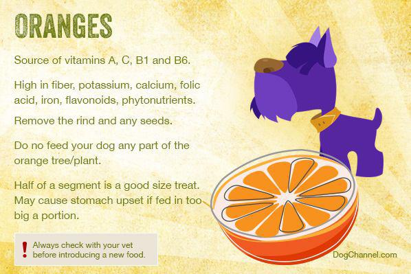 پرتقال برای سگ ها 