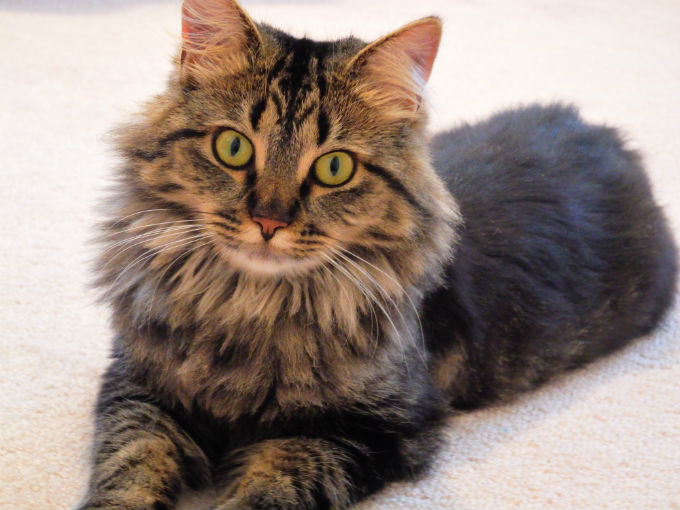  Maine Coon