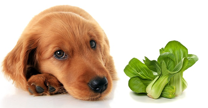چه سبزیجاتی برای سگ ها مناسب است؟
