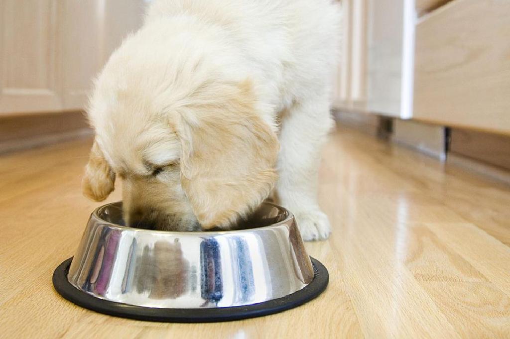 9 غذایی که حیوان خانگی شما نباید بخورد!