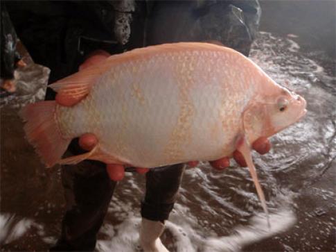 پرورش ماهی تیلاپیا در استان یزد رونمایی شد
